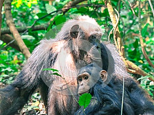 Two Chimpanzees sitting in forest at Gombe National Park