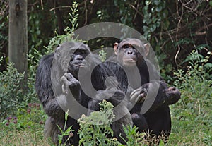 Two chimpanzees sitting together in the chimp sanctuary of the Ol Pejeta Conservancy, Kenya