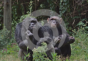Two chimpanzees sitting together in the chimp sanctuary of the Ol Pejeta Conservancy, Kenya photo
