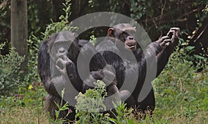Two chimpanzees sitting together in the wild forest floor of the Ol Pejeta Conservancy, Kenya photo