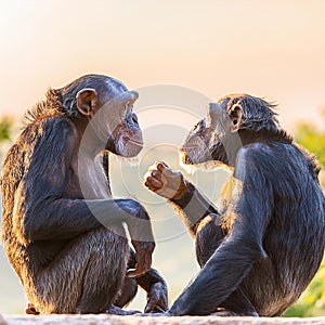 Two chimpanzees talking. Two chimpanzees meeting with each other apparently having a discussion using hand gestures