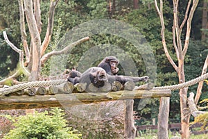 Two chimpanzees on a wooden scaffold