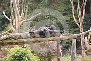 Two chimpanzees on a wooden scaffold