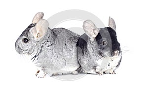 Two chinchillas photo