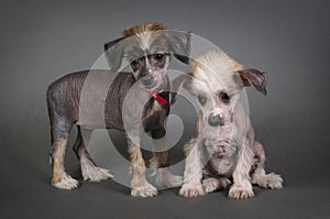 Two Chinese Crested puppies.