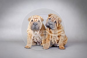 Two Chinese Shar pei puppies portrait