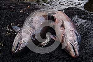 Two Chinook Salmon - Oncorhynchus tshawytscha