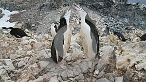 Two Chinstrap penguin standing near the empty nest in colonies
