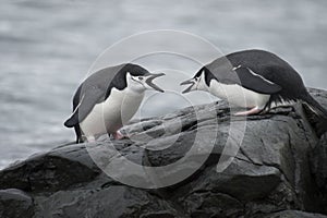 Two Chinstrap Penguins in Antarctica