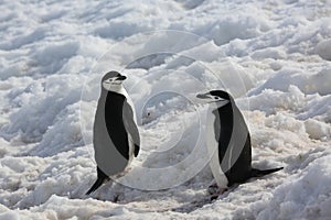 Two Chinstrap penguins in Antarctica