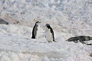 Two Chinstrap penguins in Antarctica