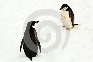 Two chinstrap penguins interested in each other, Antarctica