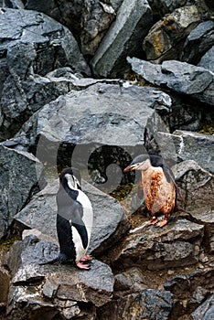 Two Chinstrap Penguins, one muddy and one clean, hopping down the penguin highway on a rockslide, Half Moon Island, Antarctica