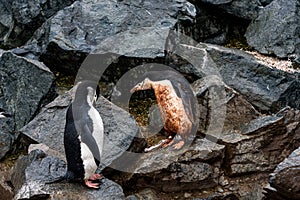 Two Chinstrap Penguins, one muddy and one clean, hopping down the penguin highway on a rockslide, Half Moon Island, Antarctica