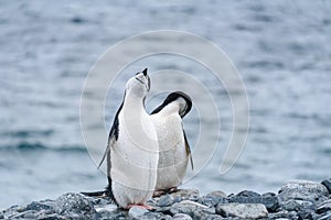 Two Chinstrap penguins on a rocky shore against a water background, Half Moon Island, Antarctica