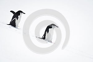 Two chinstrap penguins walk down snowy hillside