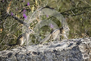 Two chipmunks play follow the leader