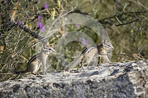 Two chipmunks play follow the leader photo