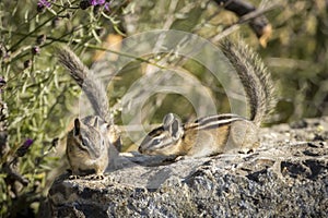 Two chipmunks play on a rock photo