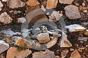 Two chipmunks are playing