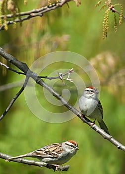 Two chipping sparrows