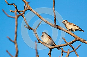 Two chipping sparrows