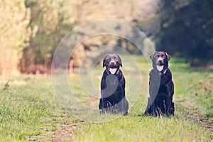 Two Chocolate Labradors on Forest Path