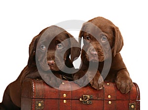 Two chocolate puppies with a wooden trunk.