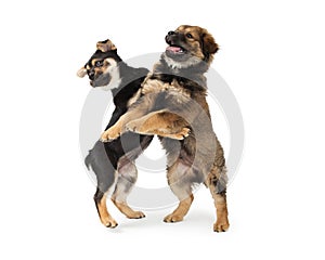 Two Chow and Rottweiler Crossbreed Puppies Playing