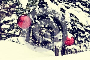 Two Christmas Balls on a Spruce Tree