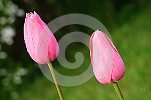 Two christmas dream tulips