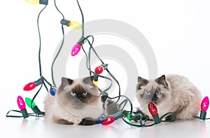 two christmas kittens