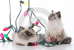 two christmas kittens