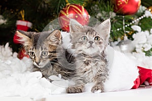Two Christmas kittens peek out of Santa's hat, look away and prepare for the holiday