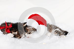 Two Christmas kittens in red Santa hat and bow sleep with eyes closed