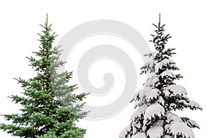 Two Christmas trees isolated on white background one with snow another without