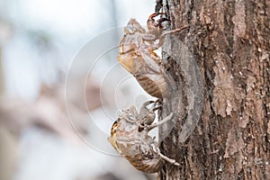 Two cicada slough holding in the tree