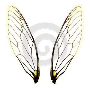 Two cicada wings