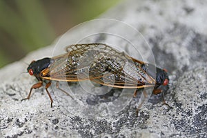 Two Cicadas mating - Magicicada