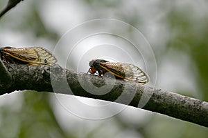 Two Cicadas Perched on a Branch - 13 year 17 year - Magicicada