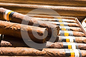 Two cigars in a humidor full of cigars