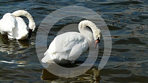 Scene with two huge white swans with y parts in the water photo