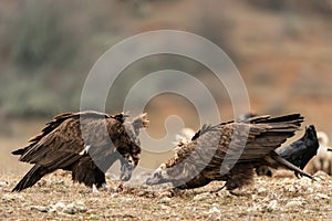 Two Cinereous vulture Aegypius monachus in wild