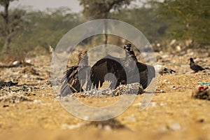 Two Cinereous vulture or black vulture or monk vulture or aegypius monachus fight or in action with full wingspan aggression at