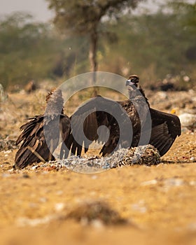Two Cinereous vulture or black vulture or monk vulture or aegypius monachus fight or in action with full wingspan aggression at