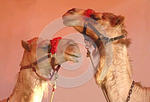 Two Circus Camels