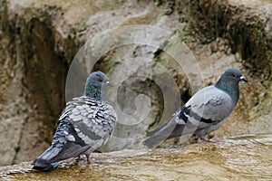 Two pigeons sitting on the fountain in Konya