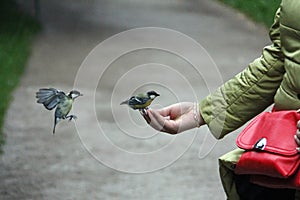 Two city sparrows feed from their hands in a city Park