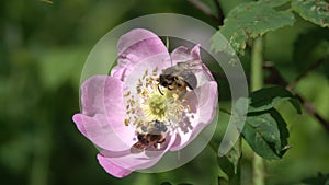 Two Clark`s Miner Bees collect pollen on a wild dog-rose flower