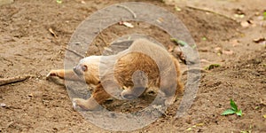 Two clawed sloth photo